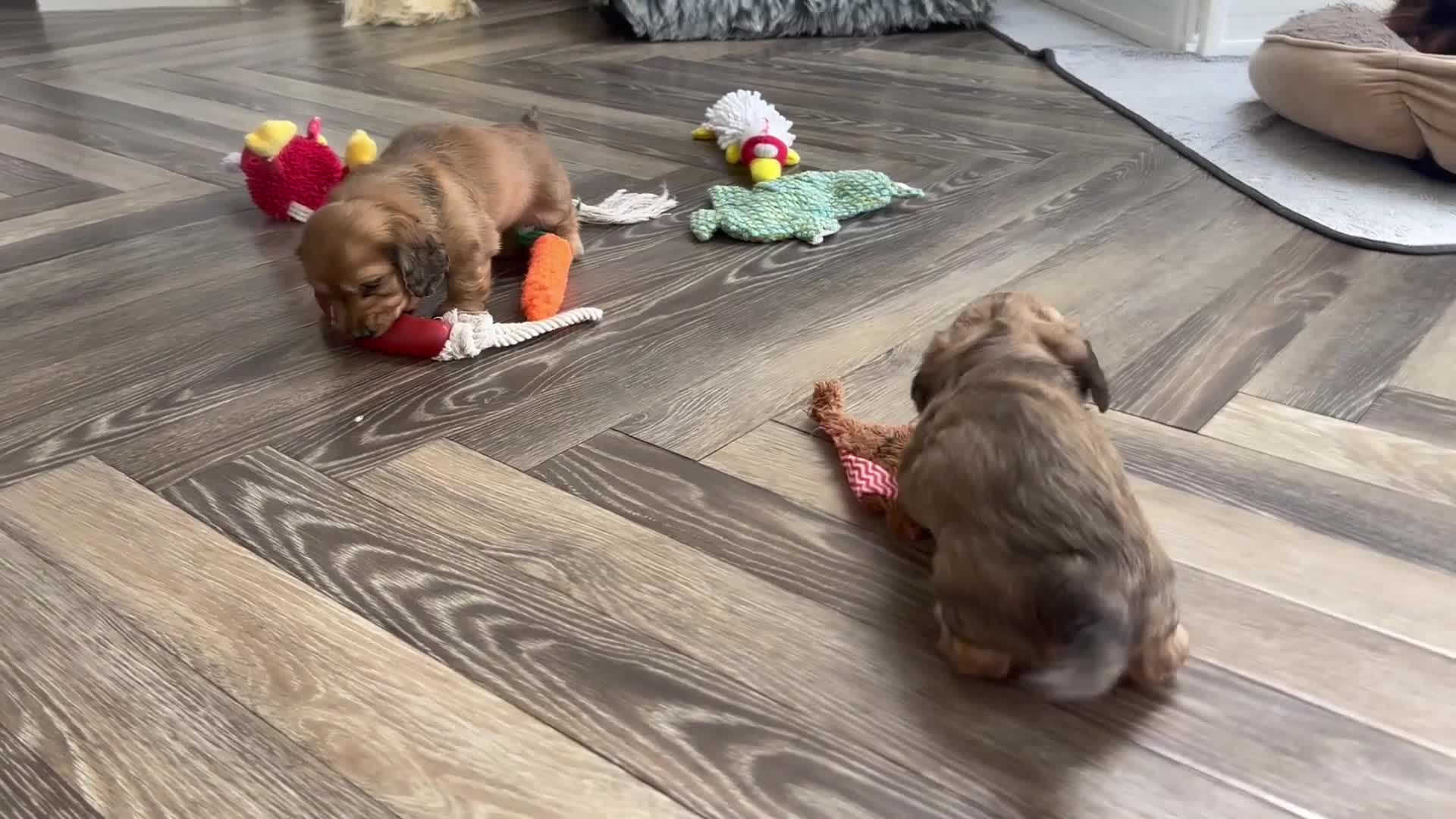 Miniature Dachshund dogs for sale: Beautiful KC reg Miniature Dachshund Bubbies - Video 1