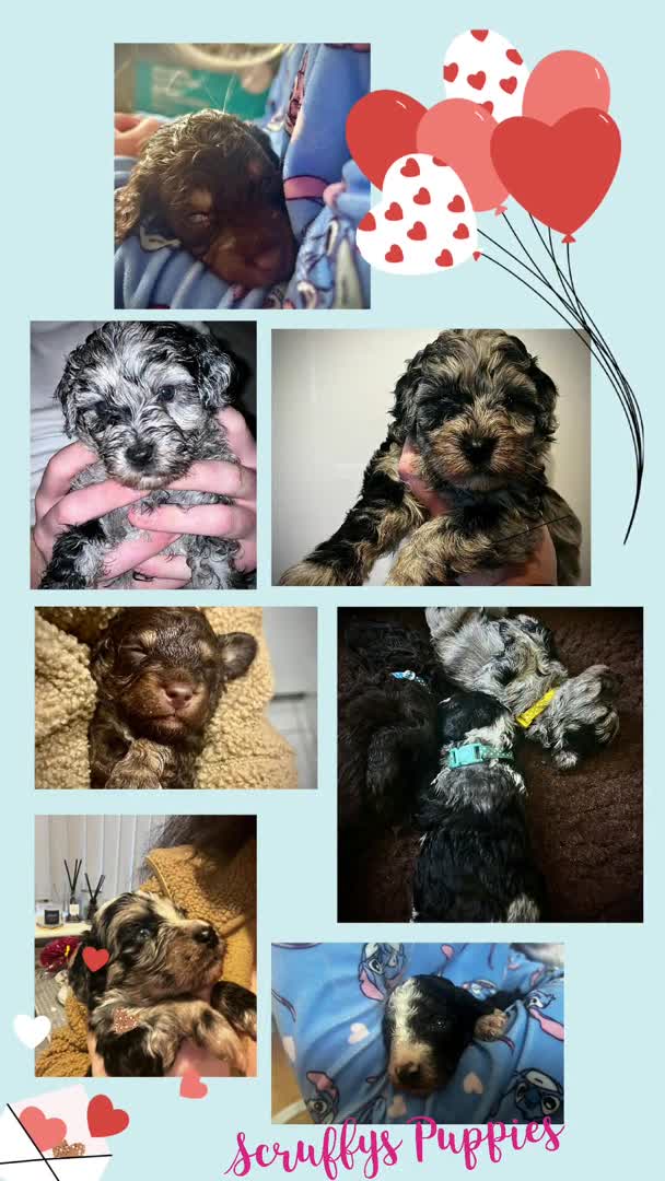 Cockapoo dogs for stud: F1 Blue Phantom merle Cockerpoo standing at stud in Basildon - Video 1