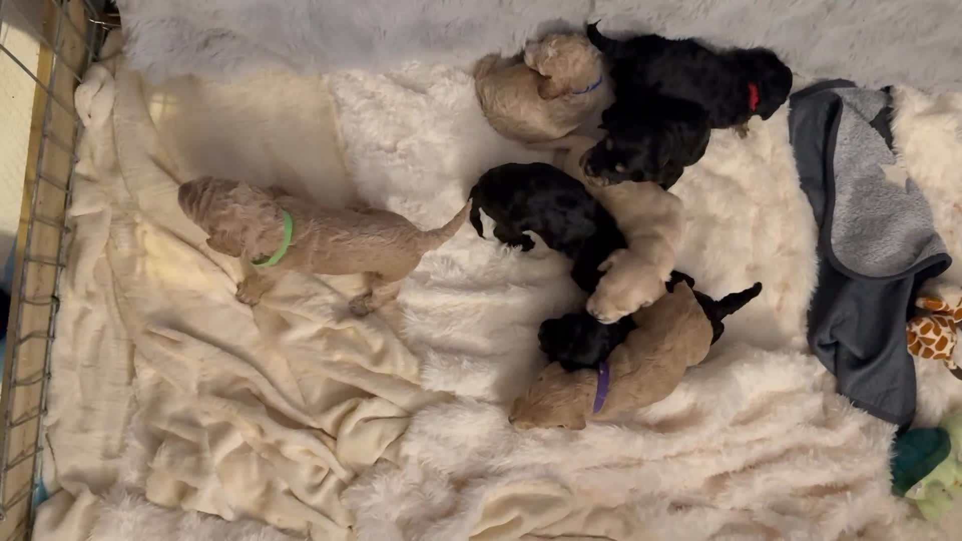Cockapoo dogs for sale: Beautiful cute cockapoo’s F2  - Video 1