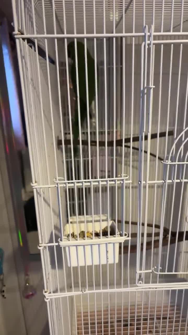 Ringnecks birds for sale: Selling untamed ringneck in Downham Market - Video 1