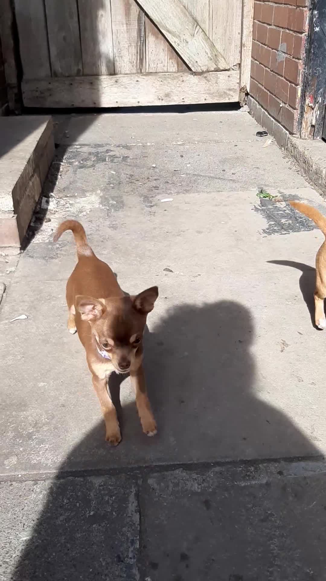 Chihuahua dogs for sale: Missy, pedigree tri black chihuahua girl. - Video 2