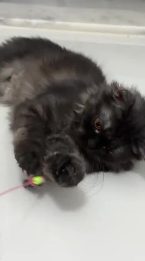 Mixed Breed cats for adoption: Beautiful grumpy-face Elba is a lovebug  - Video 2