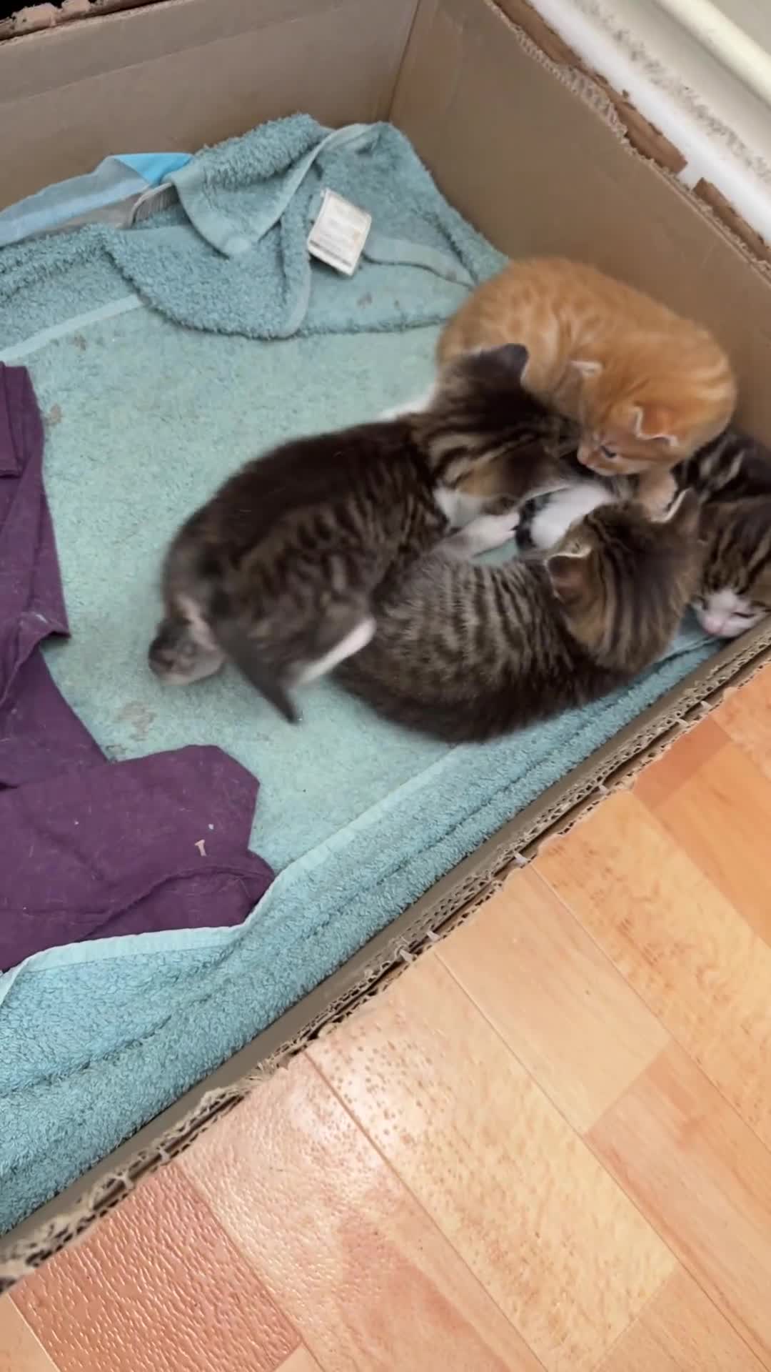 Domestic Shorthair cats for sale: BEAUTIFUL, FRIENDLY KITTENS FOR SALE!!🐈❤️ - Video 1