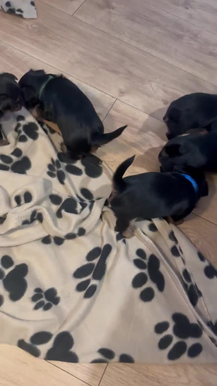 Yorkshire Terrier dogs for sale: ❤️Last girl available Miniature yorkshire terrier - Video 1