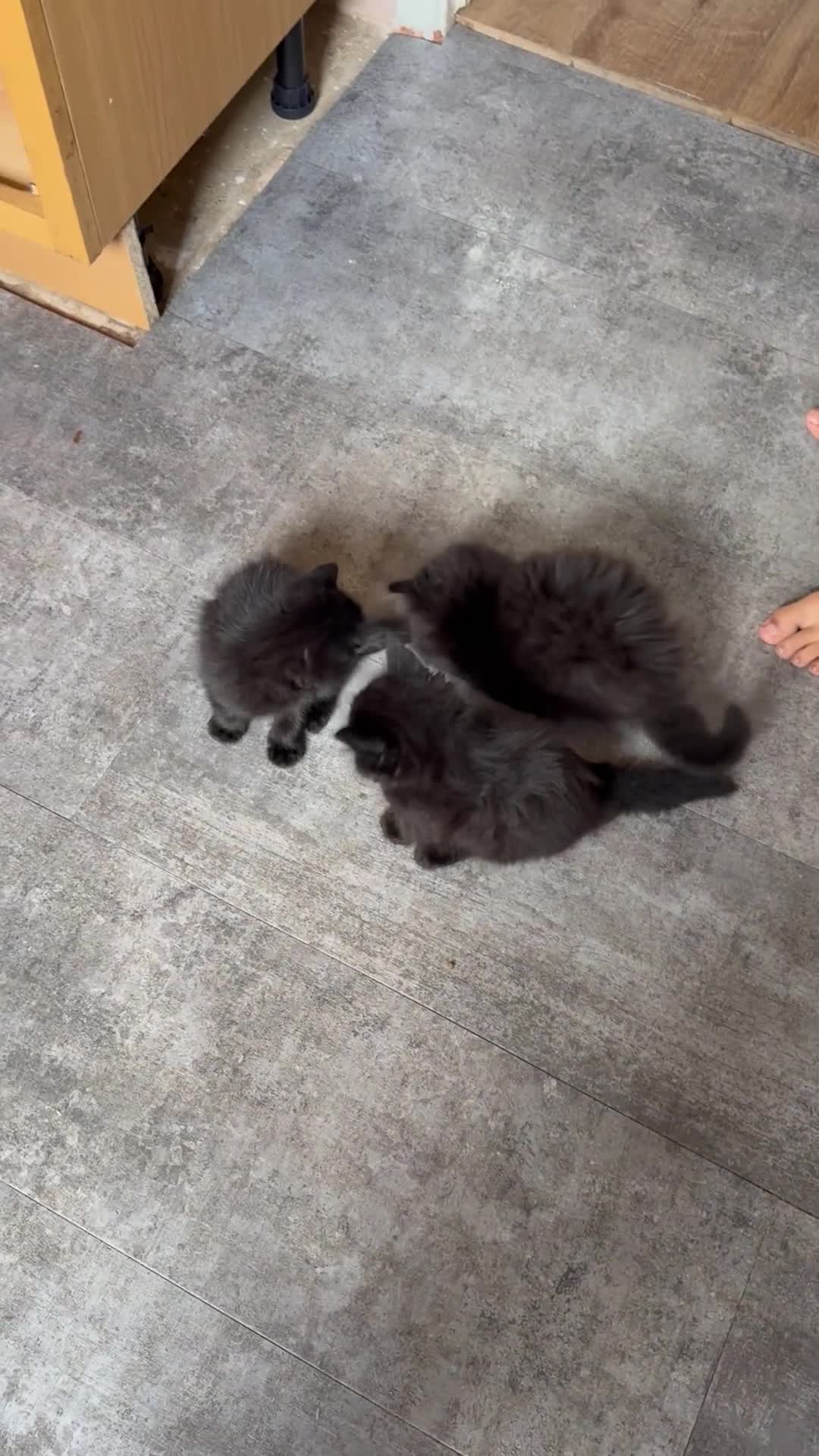 Mixed Breed cats for sale: Kittens - Video 2