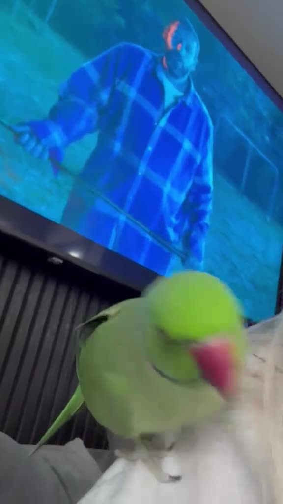 Ringnecks birds for sale: Male indian ringneck  in Leyland - Video 1