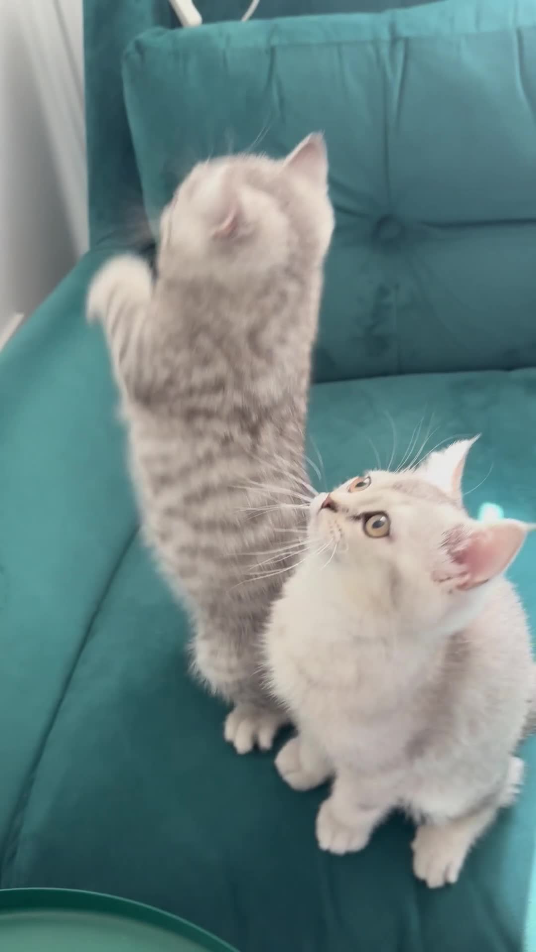 British Shorthair cats for sale: 😻Beautiful BSH Active GCF Kittens🌈 Ready Now! - Video 3