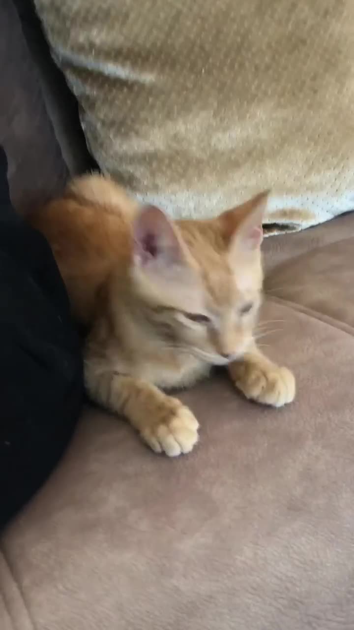 Mixed Breed cats for adoption: ARTHUR -6 M KITTEN CHEEKY MONKEY HIGH ENERGY  - Video 5