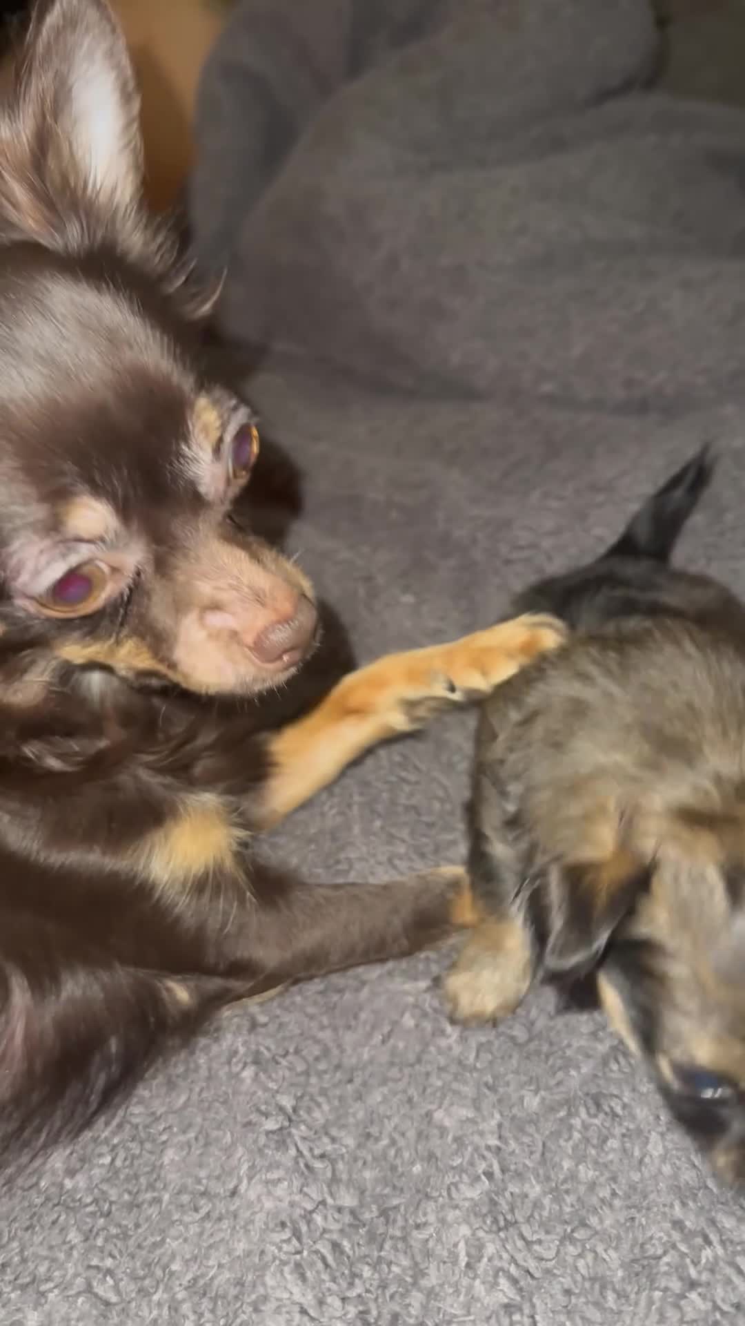 Chihuahua dogs for sale: Chihuahua Puppies - Video 1