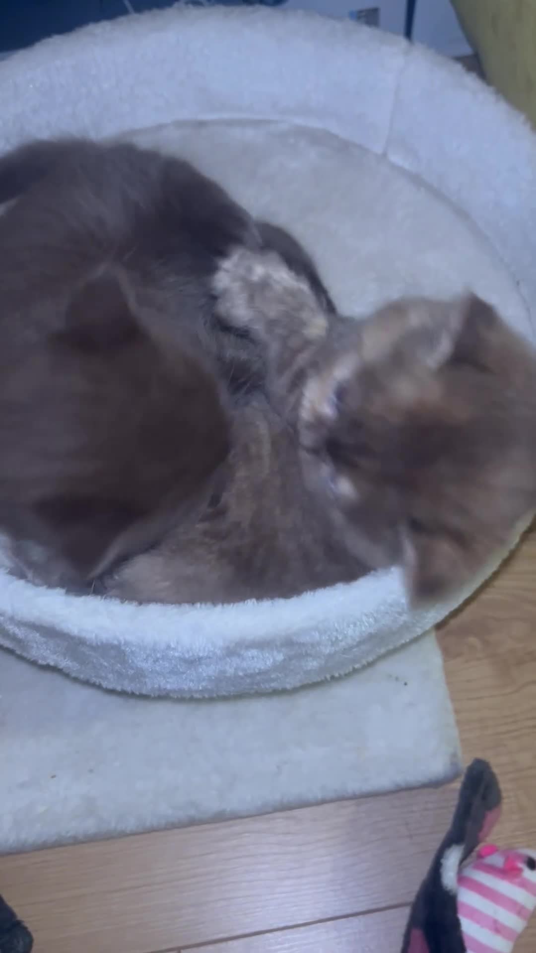 British Shorthair cats for sale: GCCF BRITISH SHORTHAIRS ALL RESERVED - Video 1