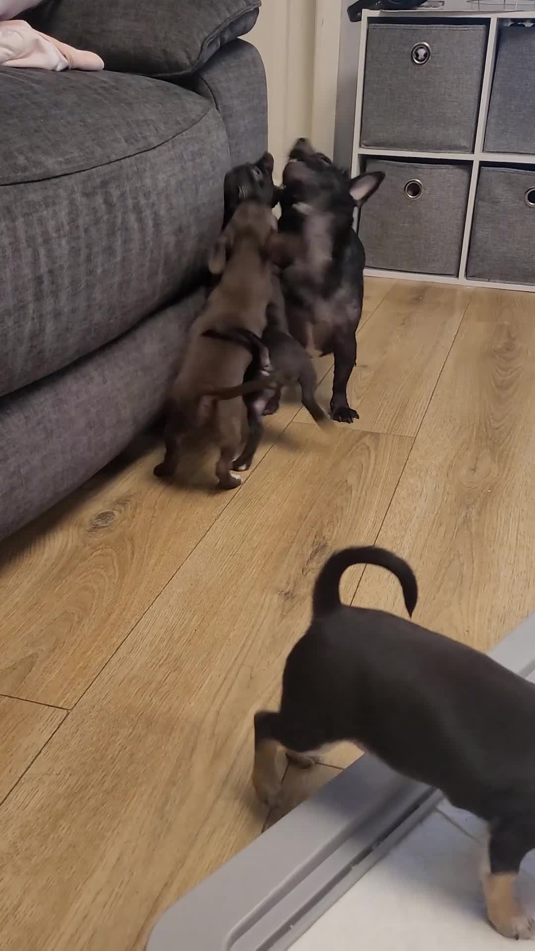 Chihuahua dogs for sale: Ready now - Video 1