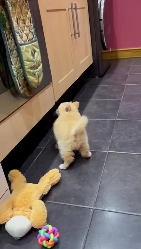 Pomsky dogs for sale: Amazing pomsky puppies - Video 2