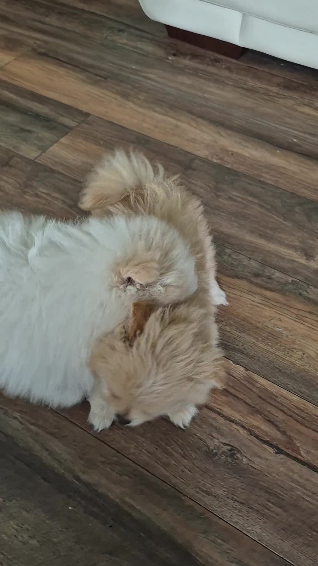 Pomeranian dogs for sale: READY TO MELT YOUR HEART TINYTEDDYBEAR POMERANIAN  - Video 2