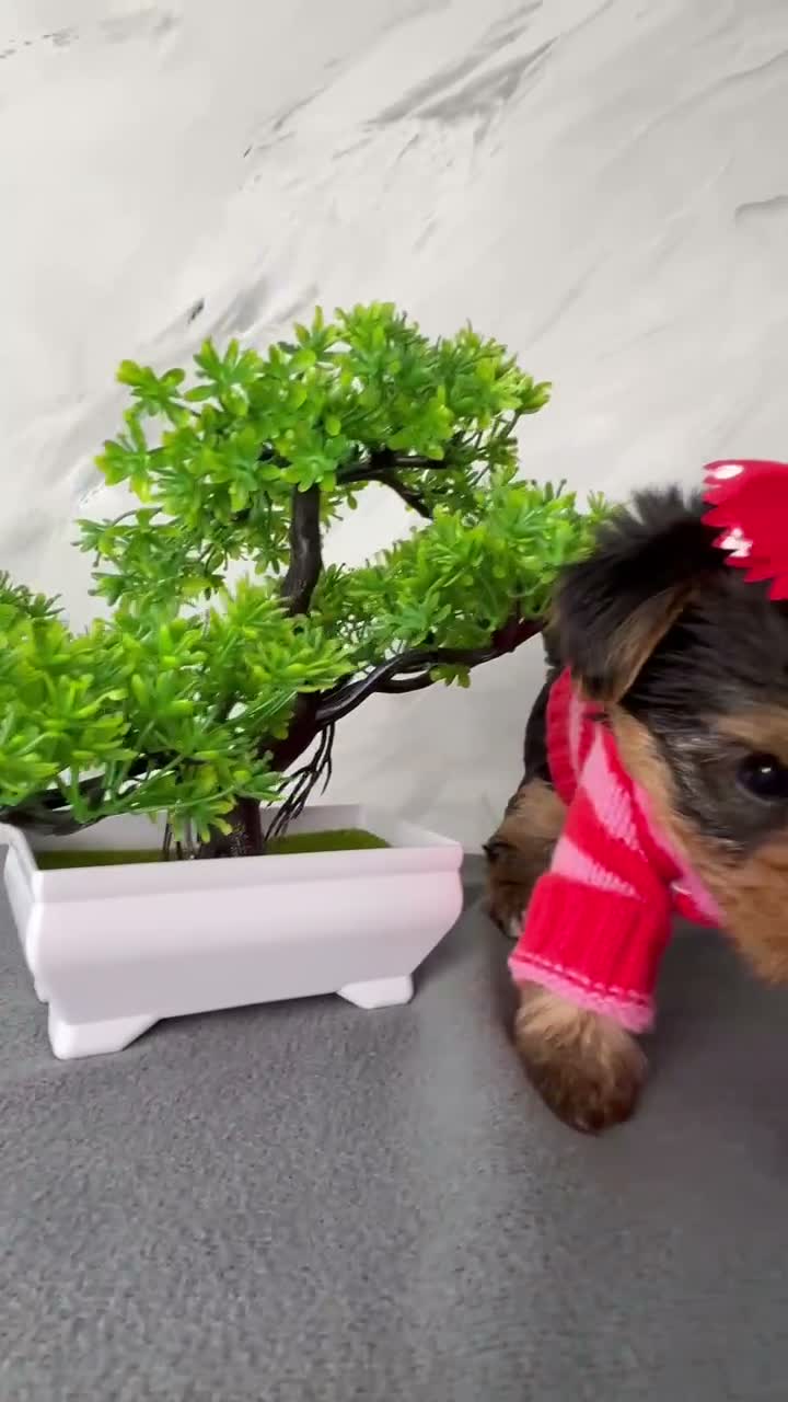 Yorkshire Terrier dogs for sale: Beautiful Yorkshire Terrier Puppies - Video 1