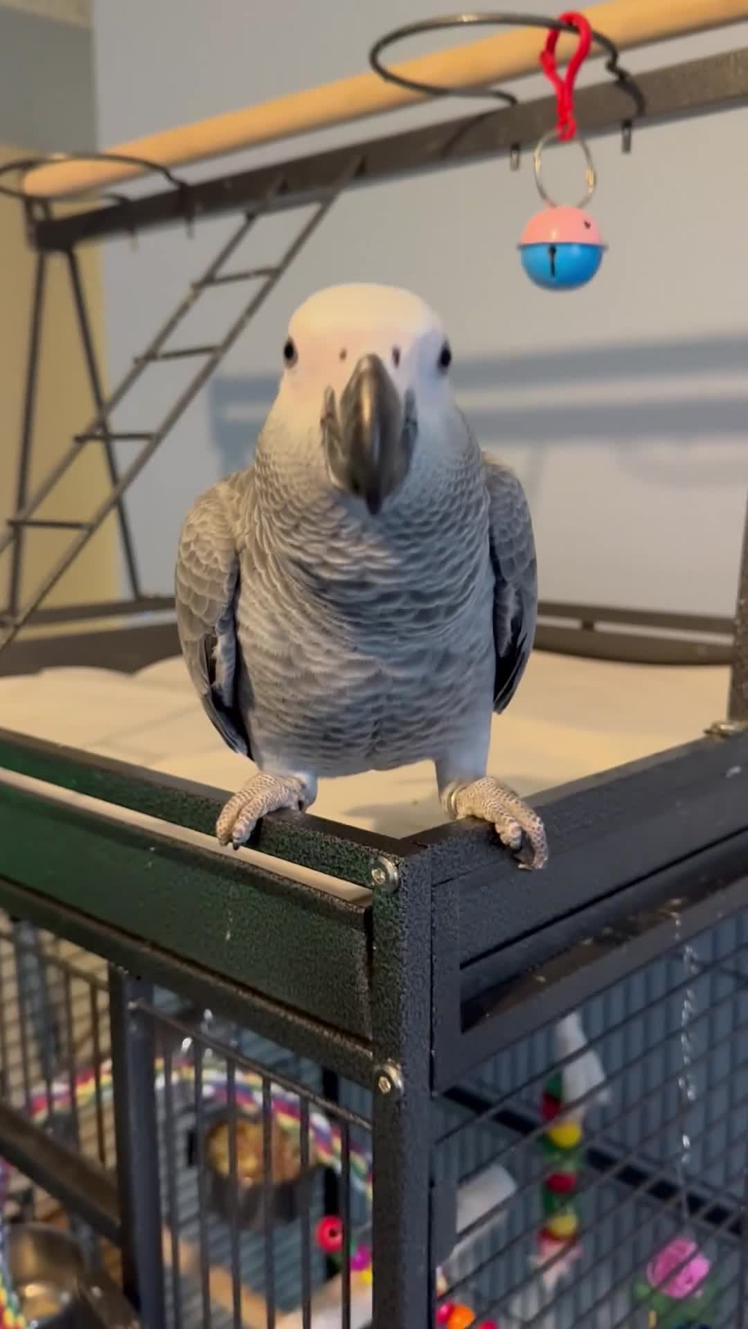 Parrots birds for sale: 6 month old African grey parrot  - Video 1