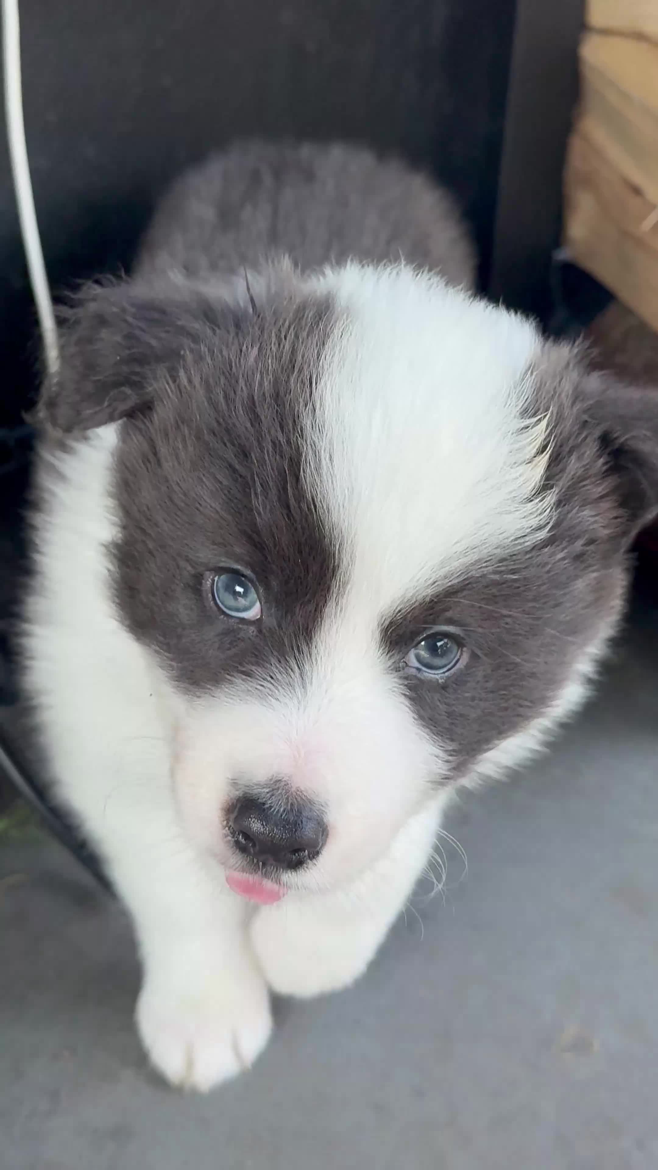 Border Collie dogs for sale: Border Collie Puppies For Sale - Video 1