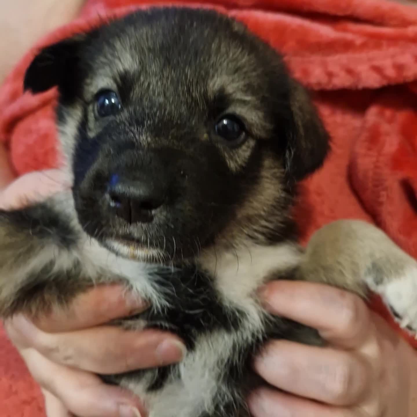 Mixed Breed dogs for sale: Stunning siberian husky cross coltriever pups  - Video 4