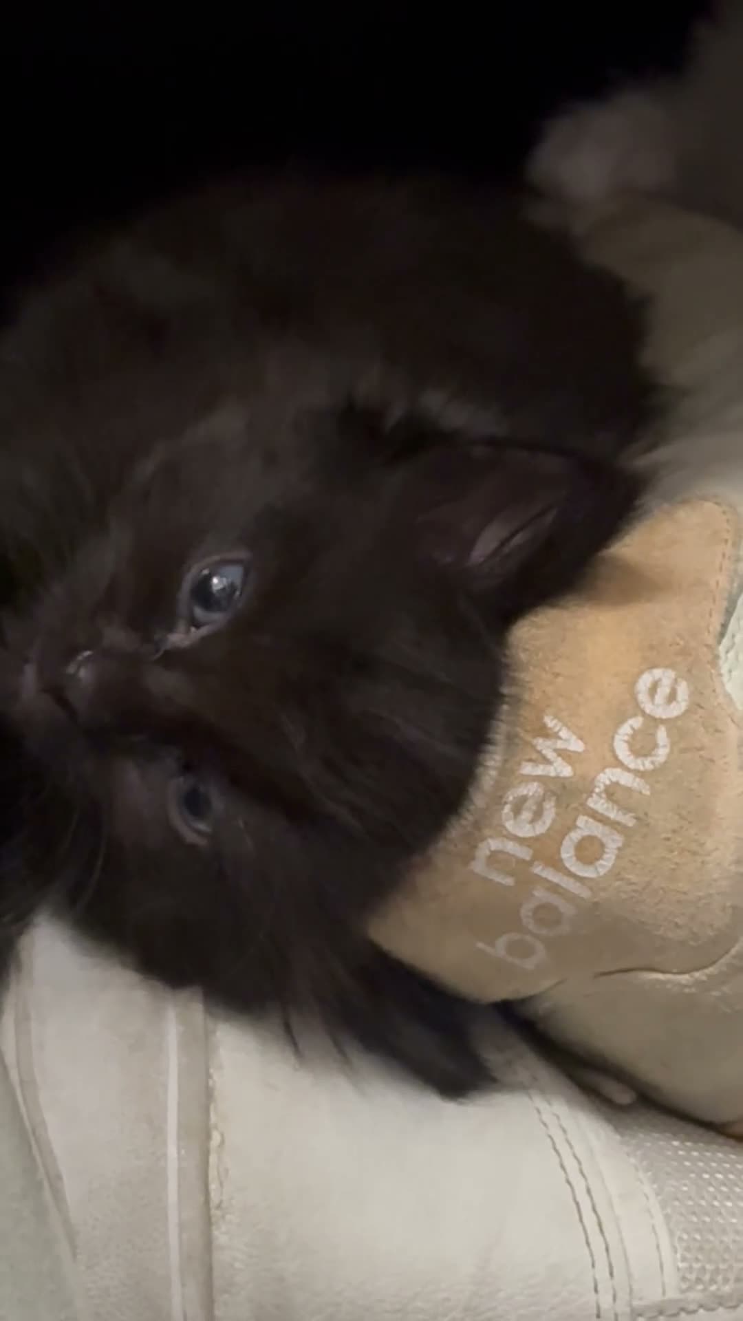 Ragdoll cats for sale: Two Rare full black kittens of Ragdool  - Video 1