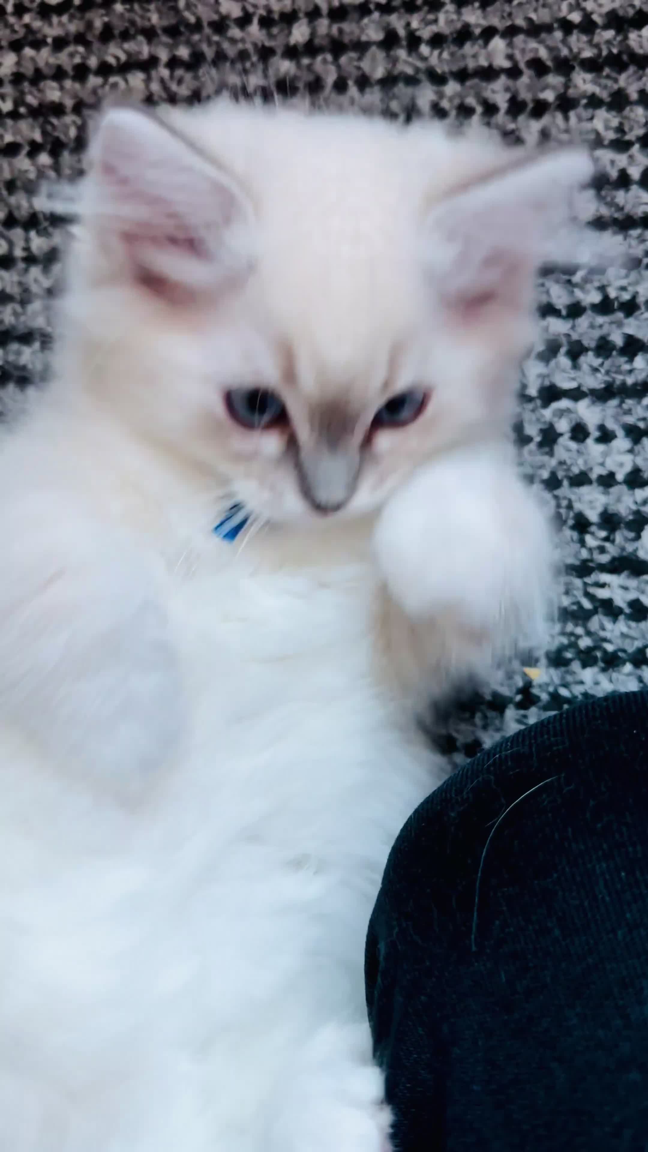 Ragdoll cats for sale: 💙 ACTIVE REGISTERED RAGDOL, DNA TESTED PARENTS 💙 - Video 1