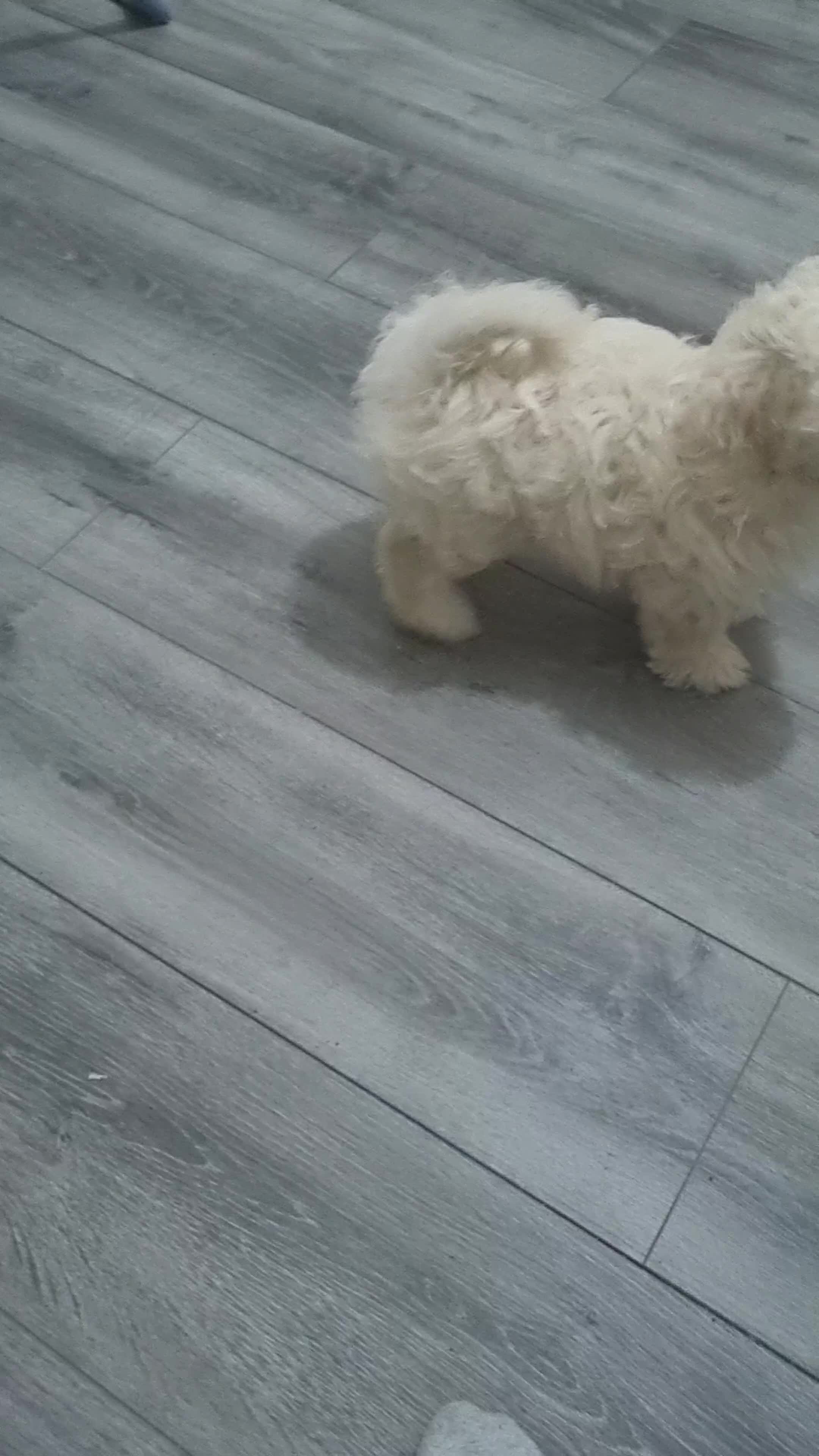 Maltese dogs for sale: Little Mia looking for forever home  - Video 1