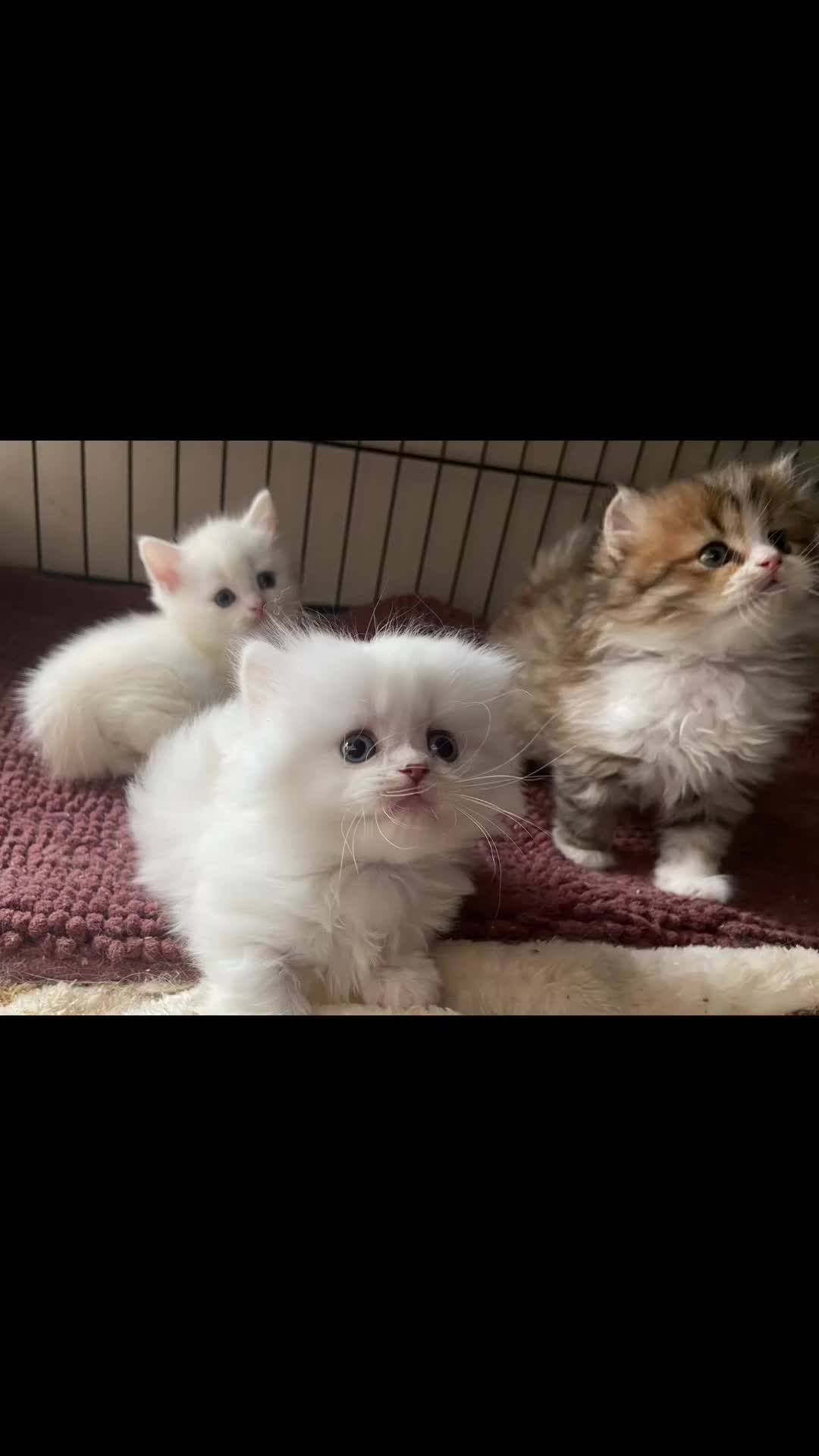 Munchkin cats for sale: Full Pedigree Munchkin Kittens( 7 weeks old)  - Video 5