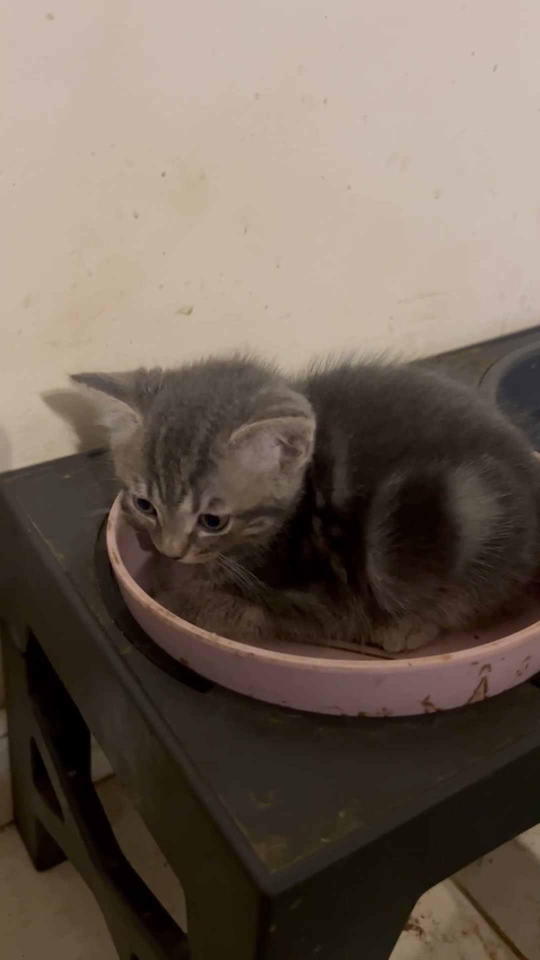 Mixed Breed cats for sale: 3/4 Russian Blue kittens  - Video 1