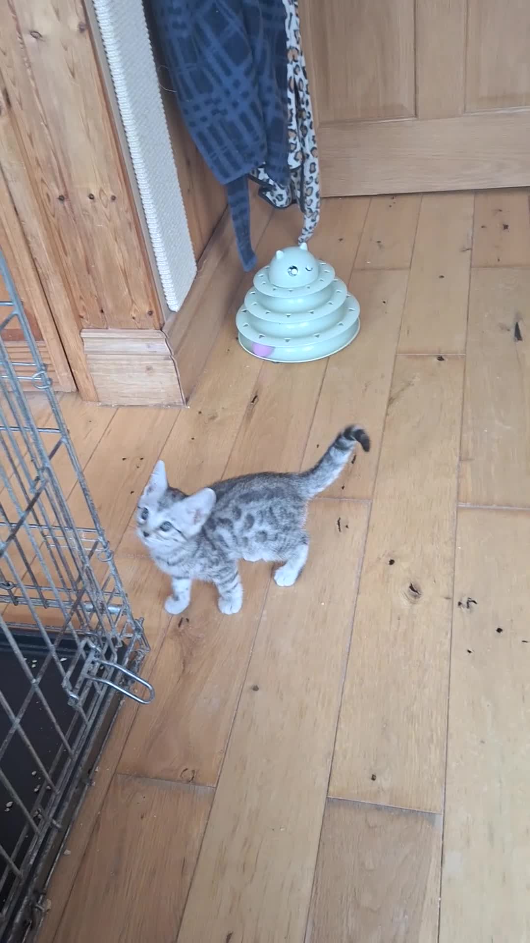 Bengal cats for sale: Bengals rare colours with clouded Leopard pattern in Mexborough - Video 1