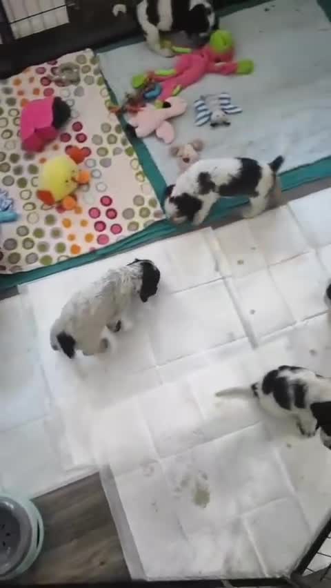 Cocker Spaniel dogs for sale: KC English Show Type Cocker Spaniel Puppies  - Video 1