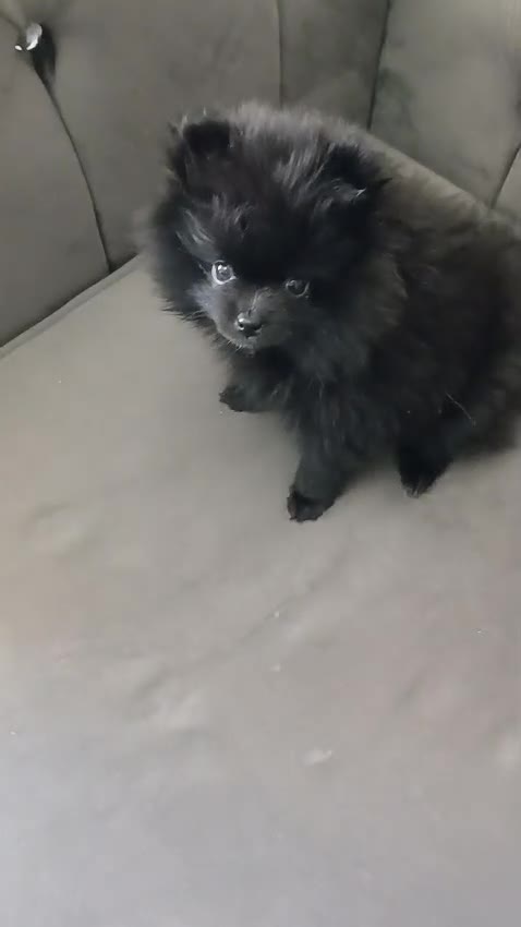 Pomeranian dogs for sale:  Adorable Pomeranian Puppies Merle, Sable & Black - Video 2