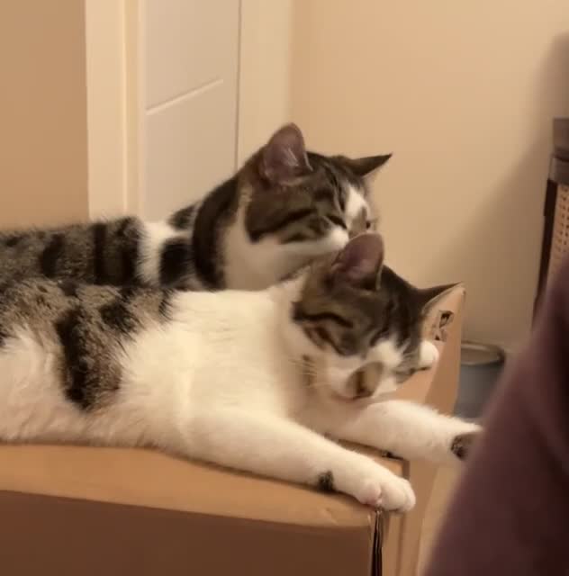 Domestic Shorthair cats for sale: Two Bonded Siblings for Sale - Video 5