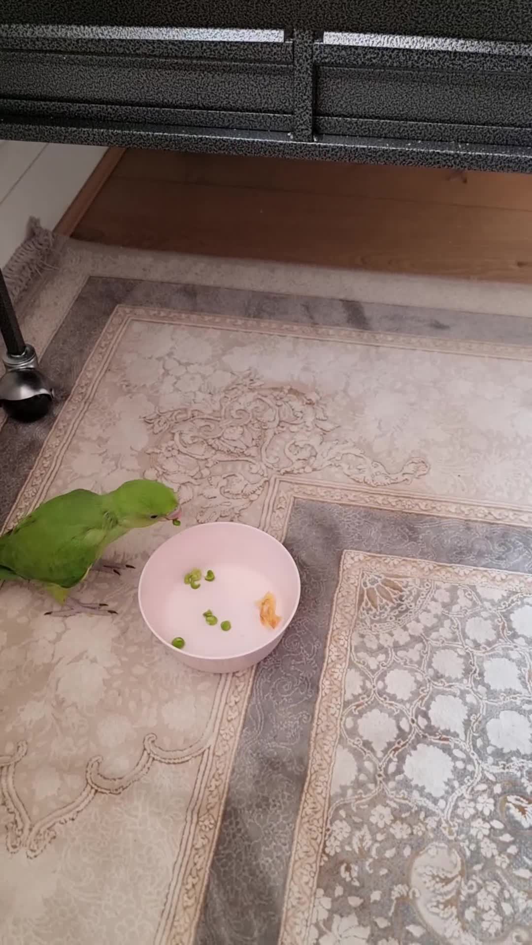 Ringnecks birds for sale: Super Tame and Soft Indian Ring Neck Parrot in Bolton - Video 1