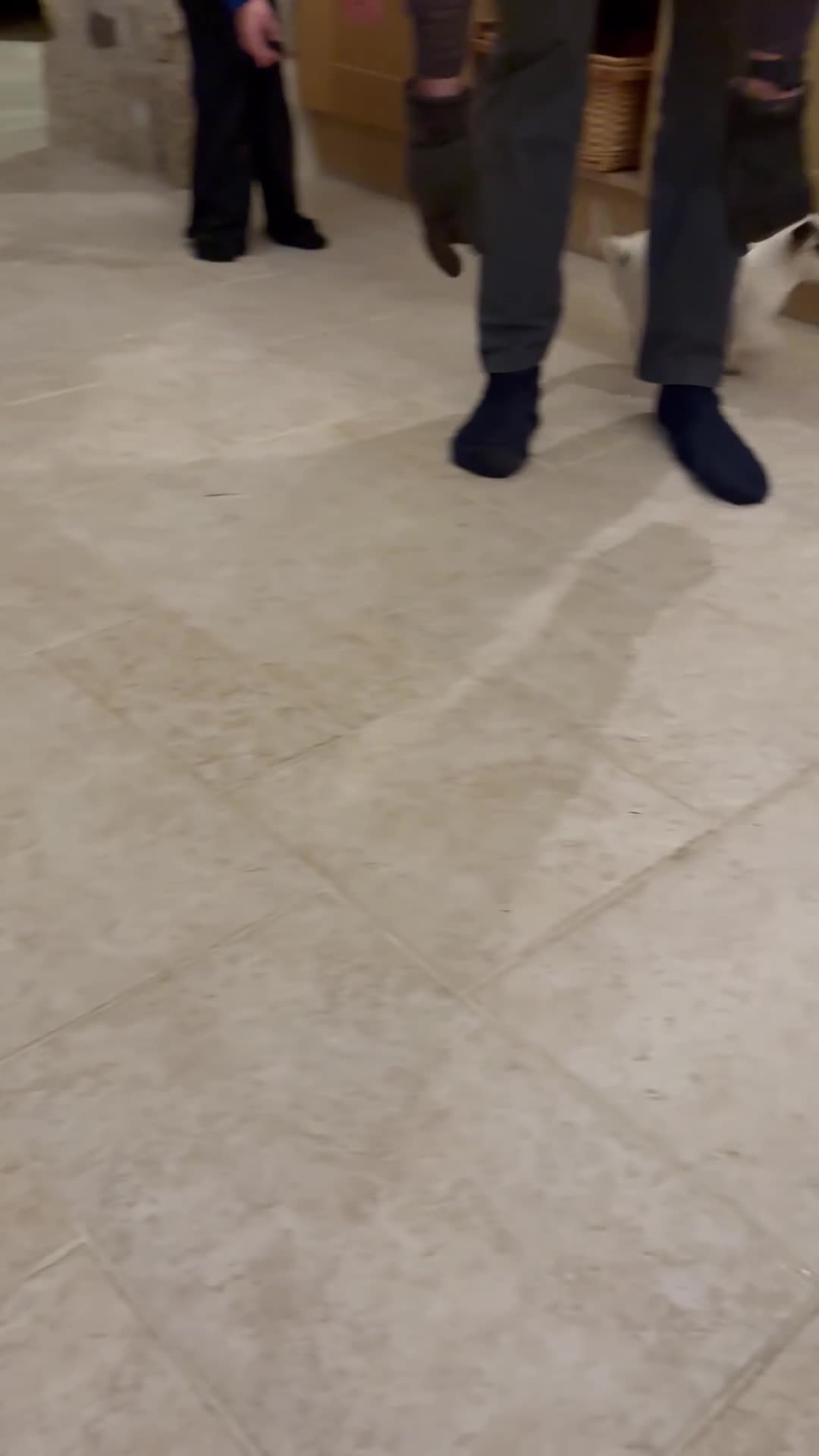 Jack Russell dogs for sale: Jack Russell Puppy  - Video 1