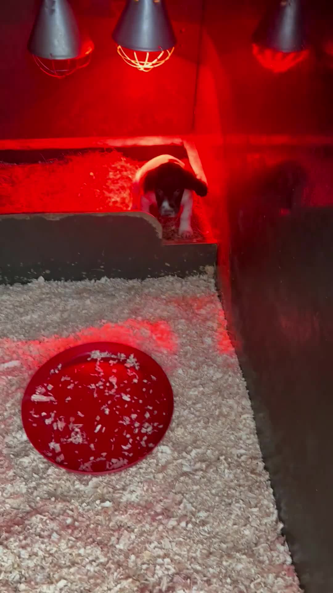 English Springer Spaniel dogs for sale: Working Springer Spaniel Bitch Pup - Video 1