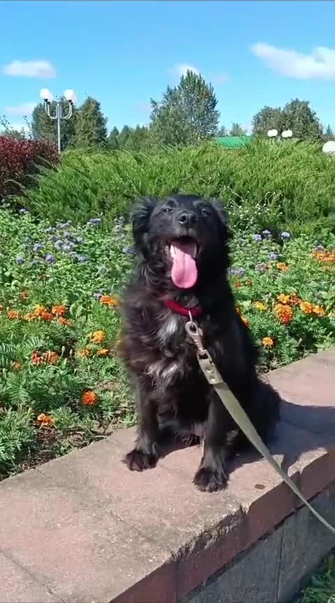 Border Collie dogs for adoption:  SOFIA – Female Border Collie - Video 1