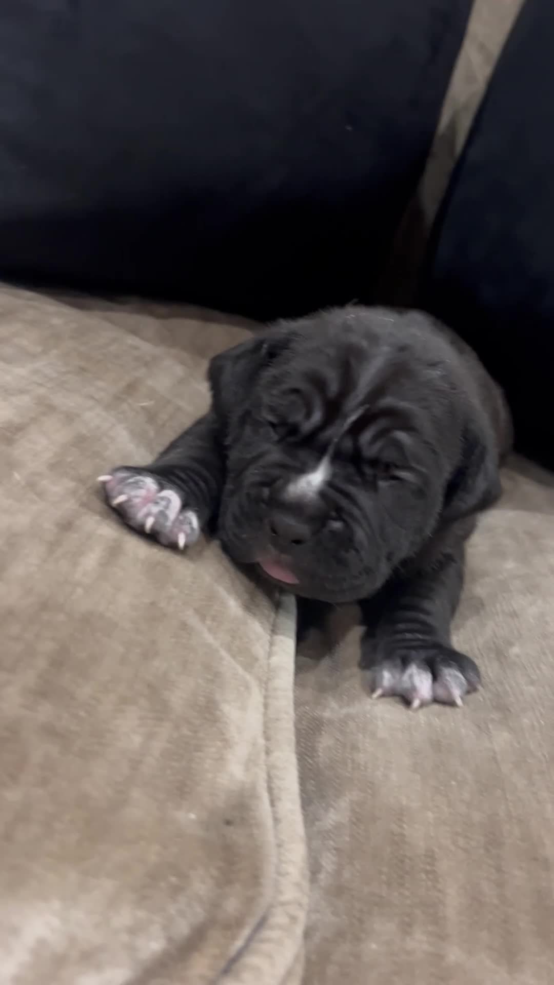 Cane Corso dogs for sale: Cane Corso Puppies – Lion Crown Kennel in Croydon - Video 1