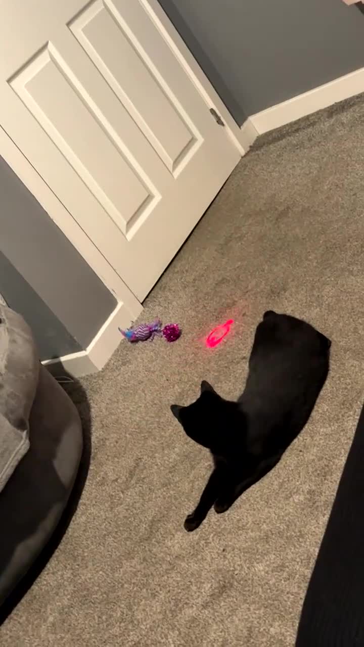 British Shorthair cats for sale: Beautiful female cat - Video 2