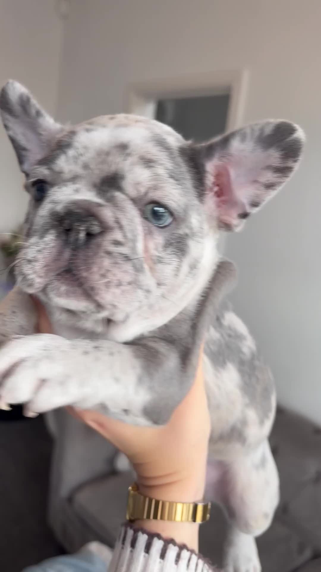 French Bulldog dogs for sale: Ready to go! 3 french bulldog puppies left - Video 1