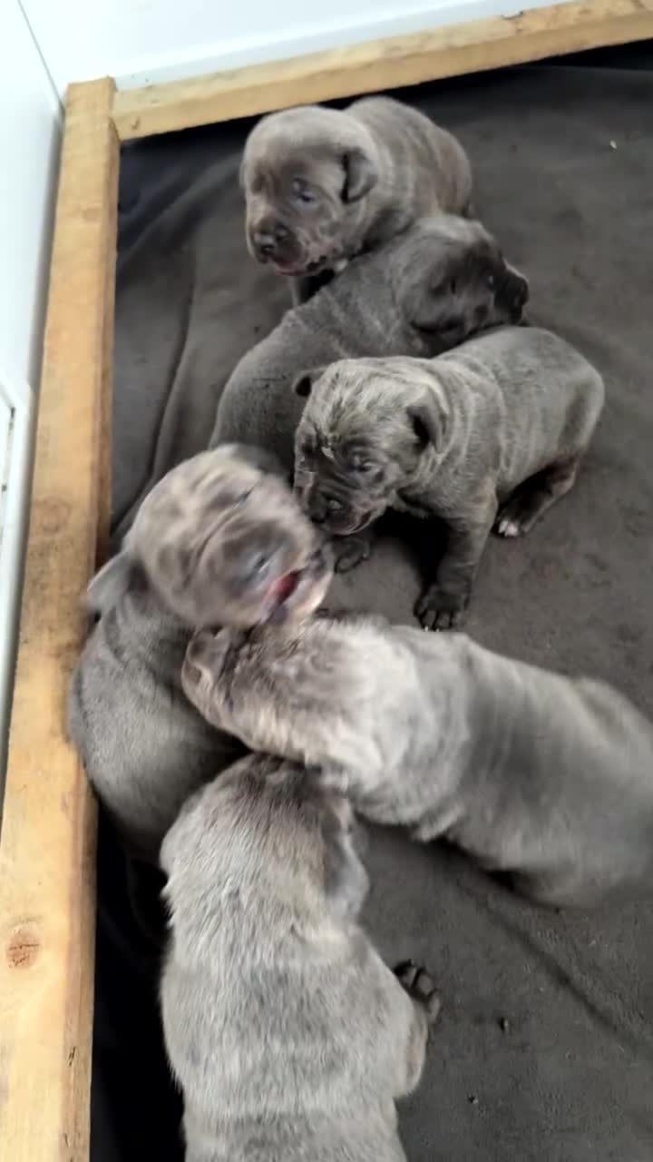 Cane Corso dogs for sale: Champion Bloodline Cane Corso Puppies in Cumnock - Video 1