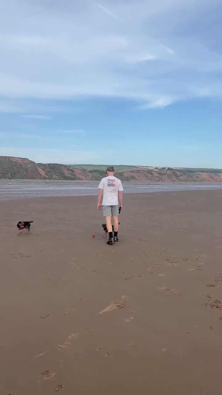 Border Terrier dogs for sale: Border terrier girl  - Video 1