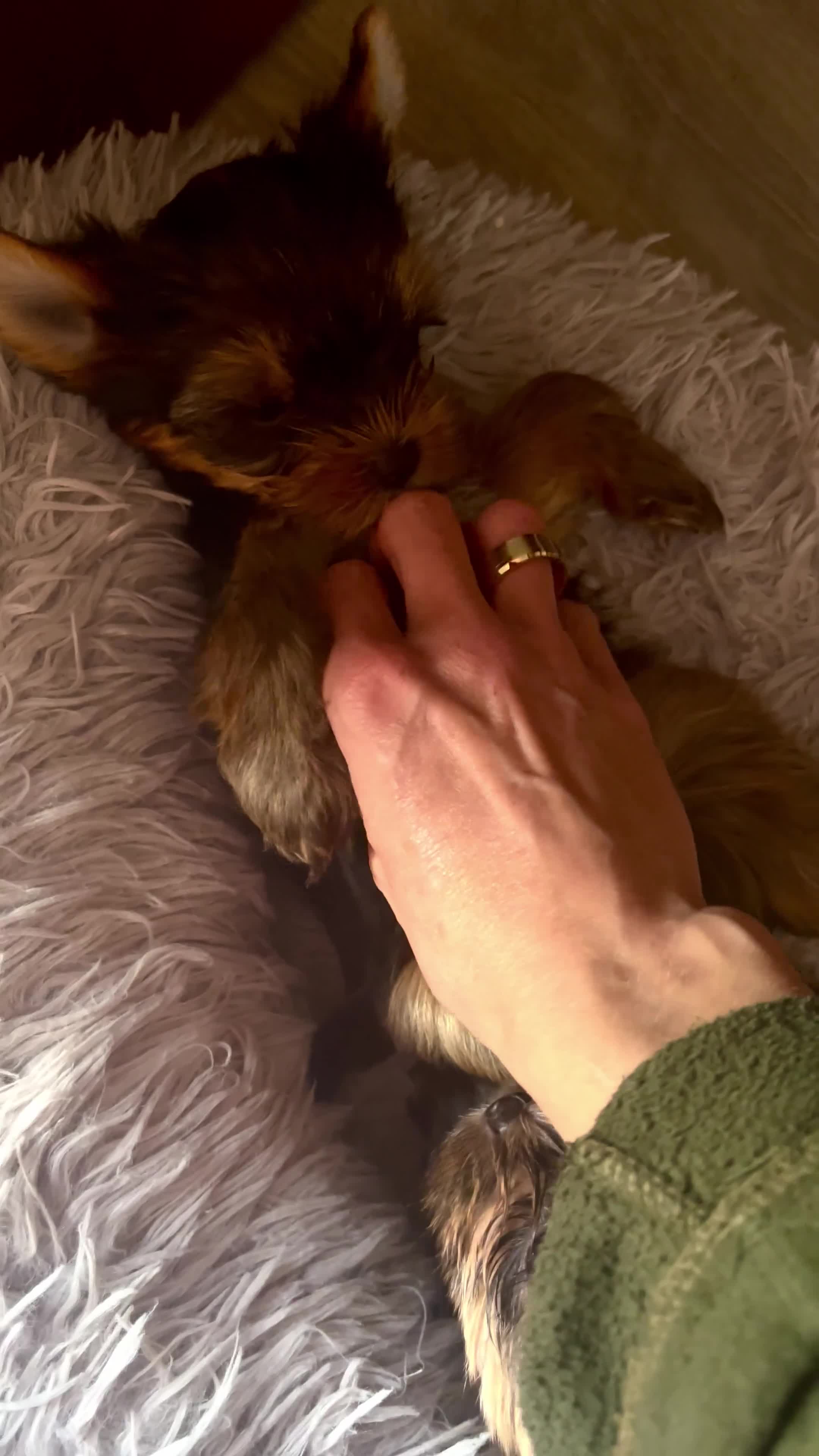Yorkshire Terrier dogs for sale: TOP QUALITY PRICKED EARS MINIATURE YORKIES KC DNA - Video 1