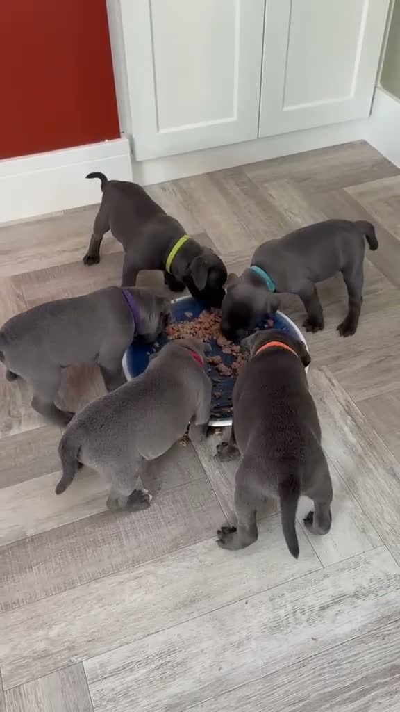 Staffordshire Bull Terrier dogs for stud: Blue Staffordshire Bull Terrier for Stud - Video 1