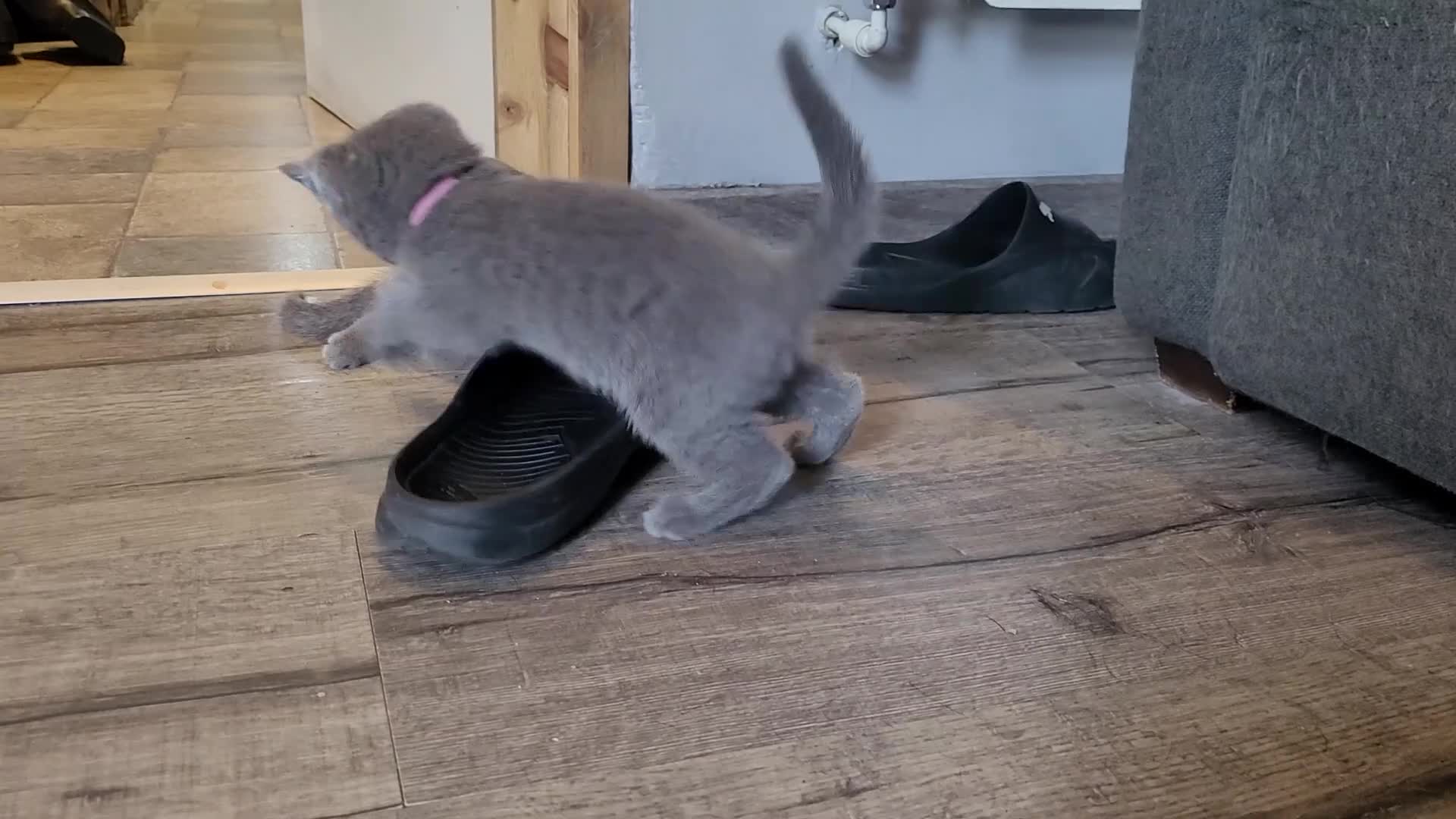 Russian Blue cats for sale: Pure Russian Blue kittens for sale 💙  - Video 1
