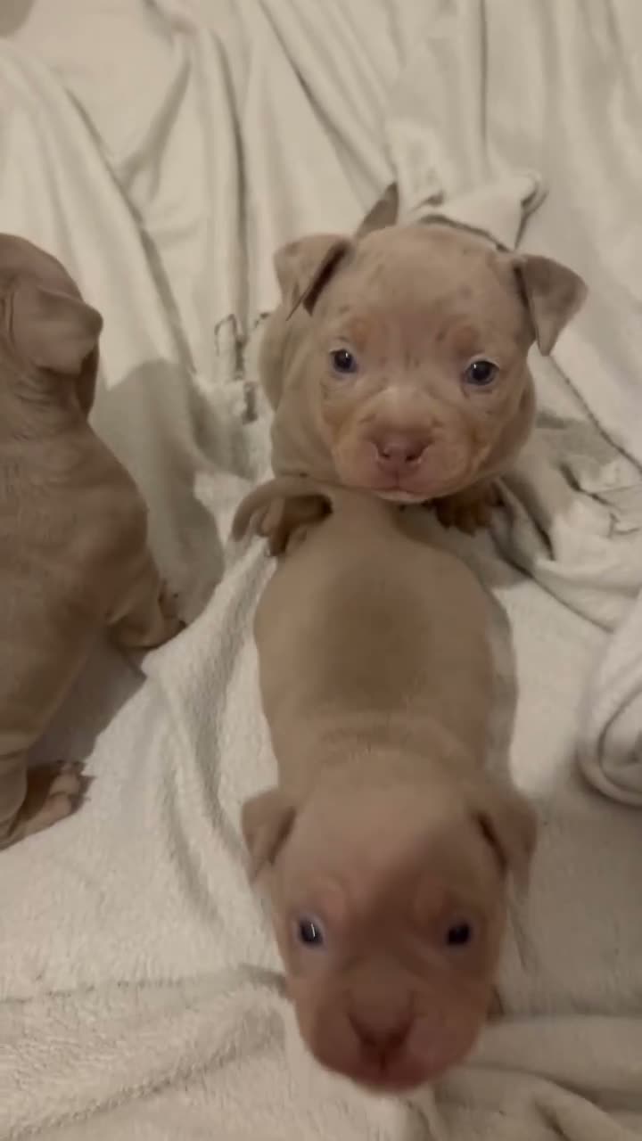 American Bully dogs for sale: Micro bullies top quality  - Video 1