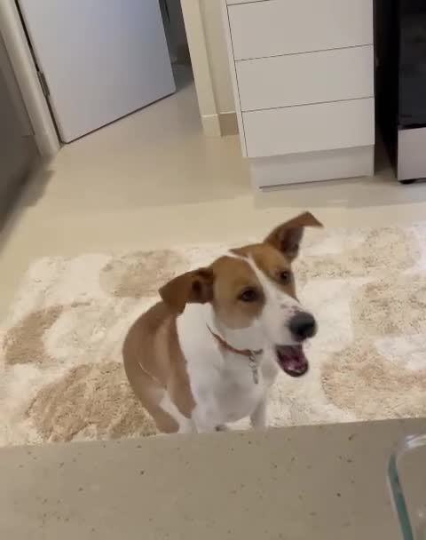 Canaan Dog dogs for adoption: Zico the desert dog  - Video 2