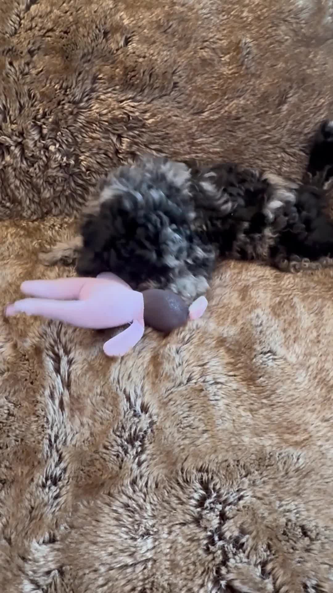 Mixed Breed dogs for sale: ✨ Outstanding Miniature Poodle Puppies for Sale ✨ - Video 1