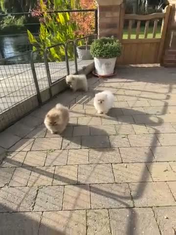Pomeranian dogs for sale: Stunning Pomeranian Puppies for sale  in Billingshurst - Video 1