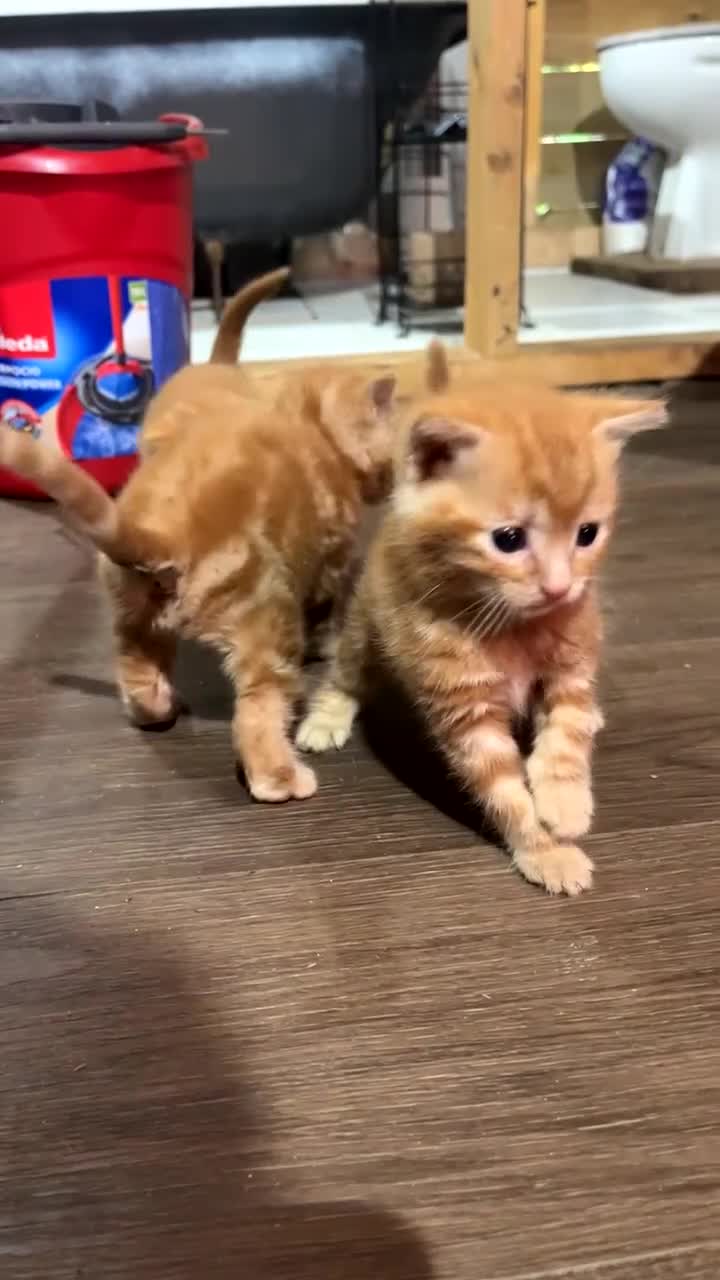 Mixed Breed cats for sale: Beautiful Kittens - Video 3