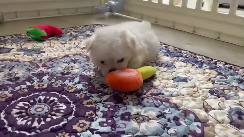 Maltese dogs for sale: Last Beautiful KC Registered Maltese Girl - Video 2
