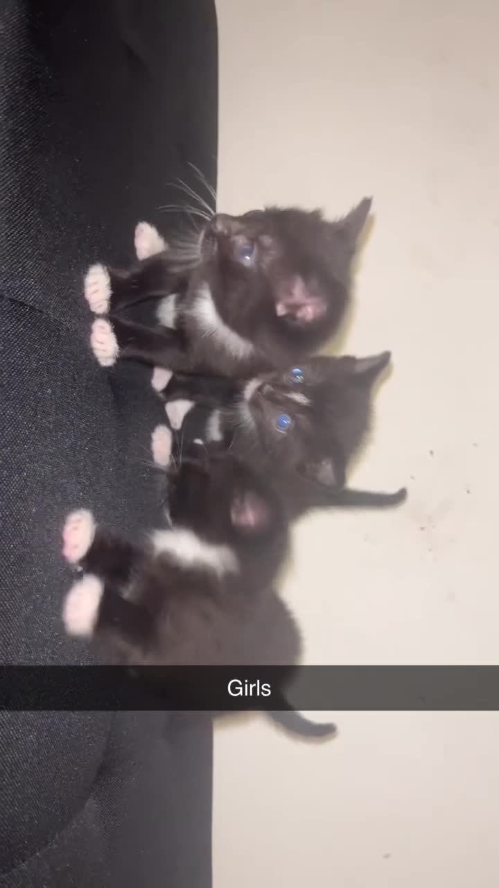 Mixed Breed cats for sale: Black&White kittens - Video 3