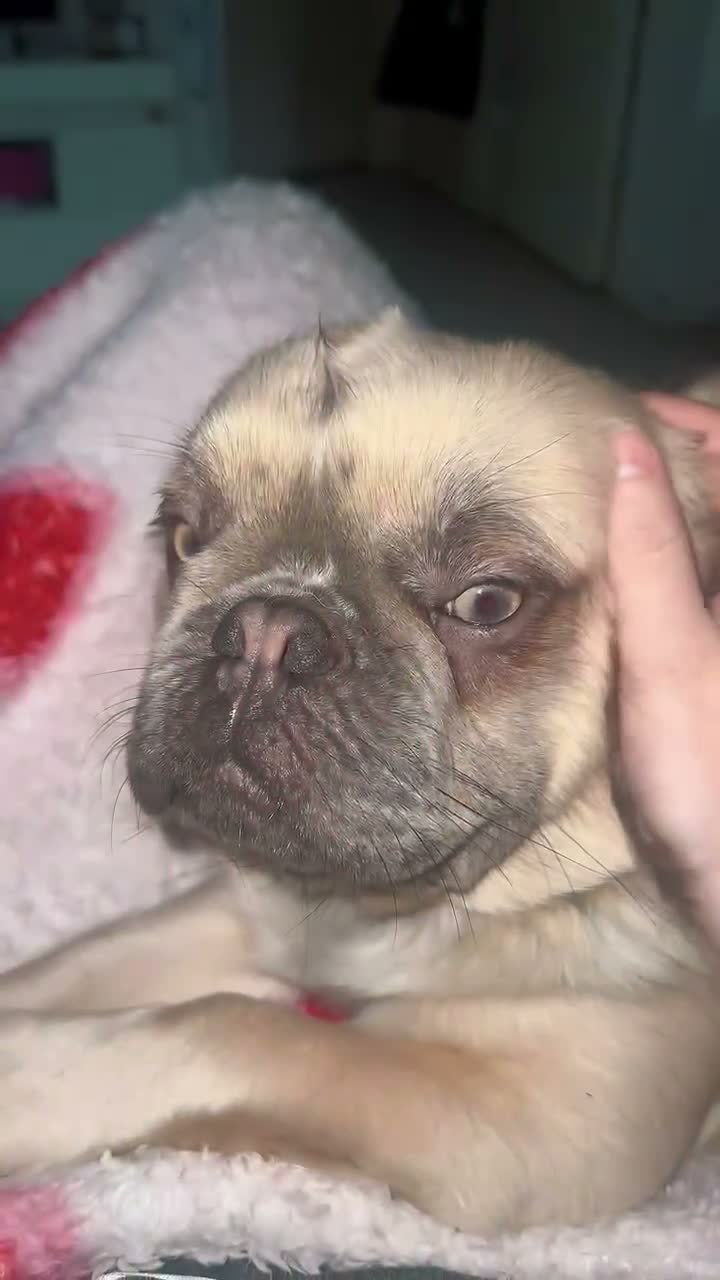 French Bulldog dogs for stud: Mufasa - Video 1